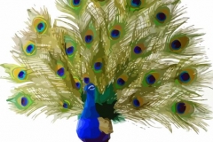 Clip Art - Peacock